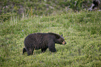 American black bear