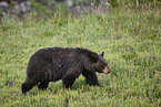 American black bear