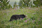 American black bear