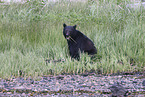 American black bear