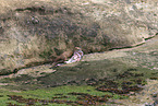 American mink