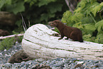 American mink