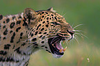 Amur leopard