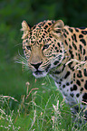 Amur leopard