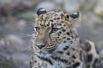 Amur leopard