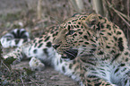 Amur leopard