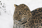 Amur leopard