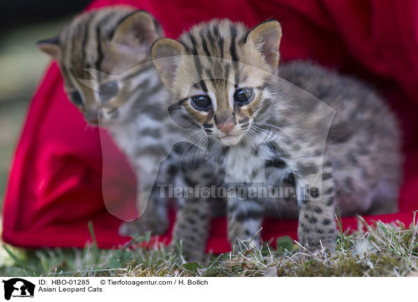 Asian Leopard Cats / Asian Leopard Cats / HBO-01285