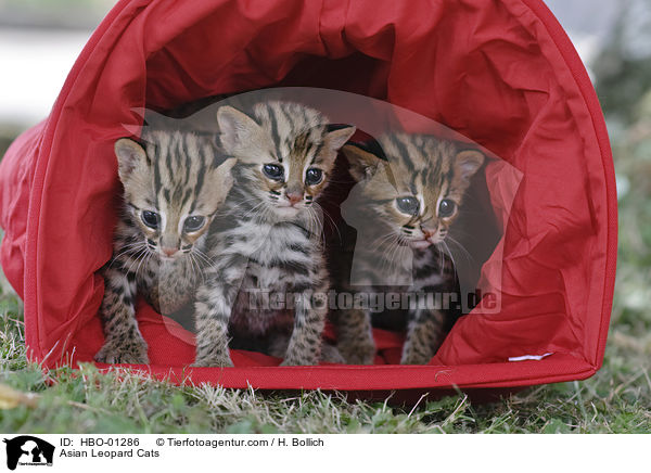 Asian Leopard Cats / HBO-01286