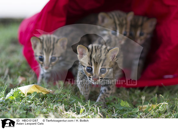 Asian Leopard Cats / HBO-01287