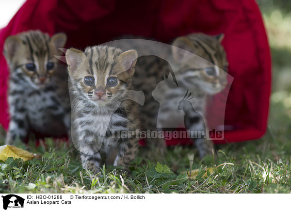 Asian Leopard Cats / HBO-01288