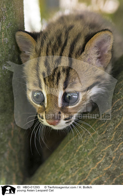 young Asian Leopard Cat / HBO-01293