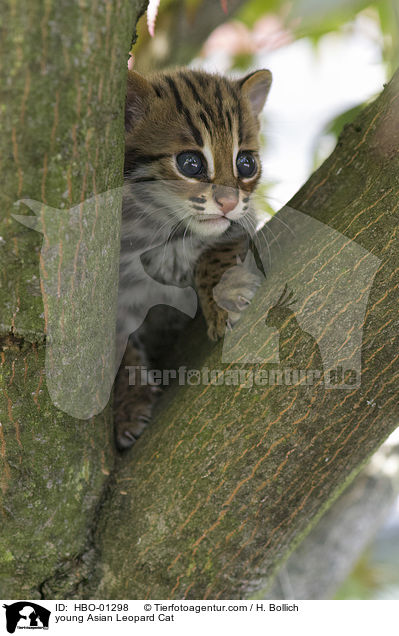 young Asian Leopard Cat / HBO-01298