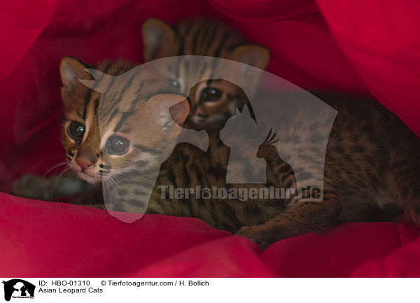 Asian Leopard Cats / HBO-01310