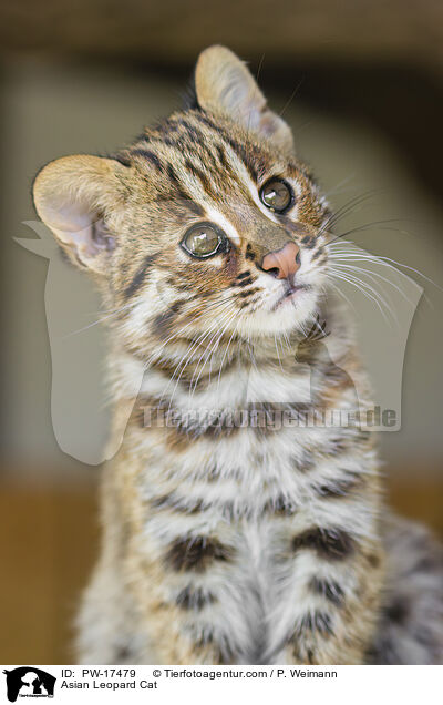 Asian Leopard Cat / PW-17479