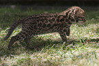young Asian Leopard Cat