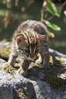 young Asian Leopard Cat