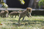 young Asian Leopard Cat