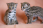 young Asian Leopard Cats