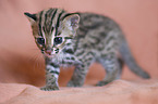 young Asian Leopard Cat