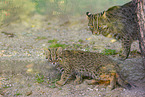 Asian Leopard Cat