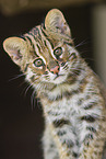 Asian Leopard Cat