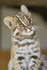 Asian Leopard Cat