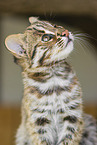 Asian Leopard Cat