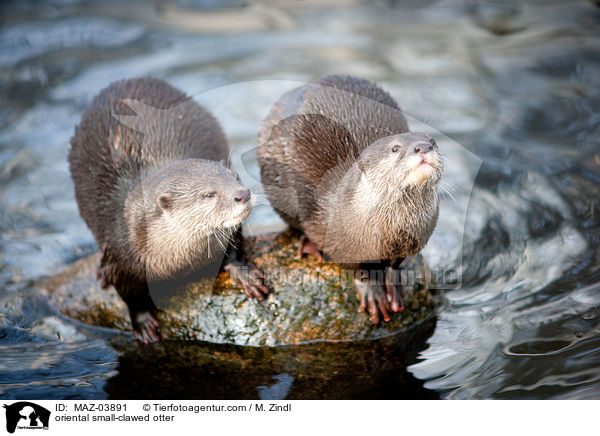 oriental small-clawed otter / MAZ-03891