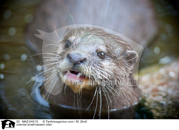 oriental small-clawed otter / MAZ-04015