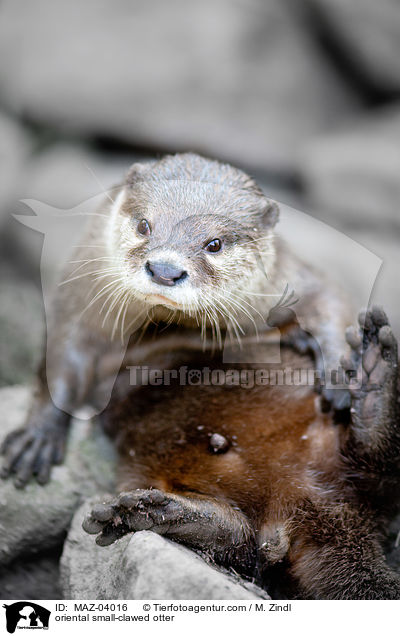 oriental small-clawed otter / MAZ-04016