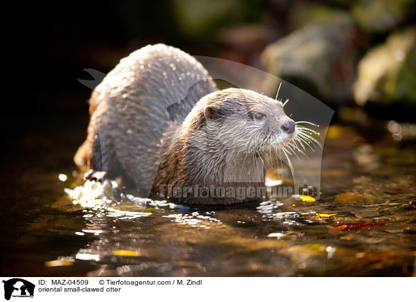 oriental small-clawed otter / MAZ-04509