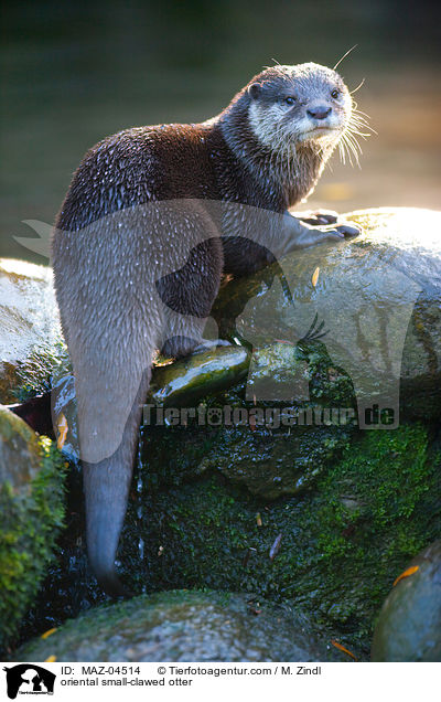 oriental small-clawed otter / MAZ-04514