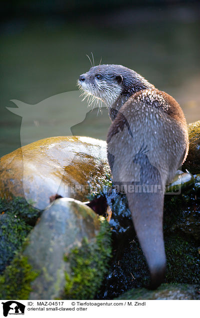 oriental small-clawed otter / MAZ-04517