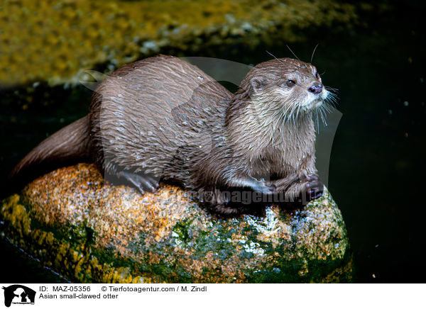 Asian small-clawed otter / MAZ-05356