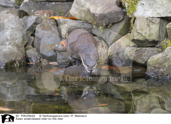 Zwergotter am Fluss / Asian small-clawed otter on the river / PW-05629