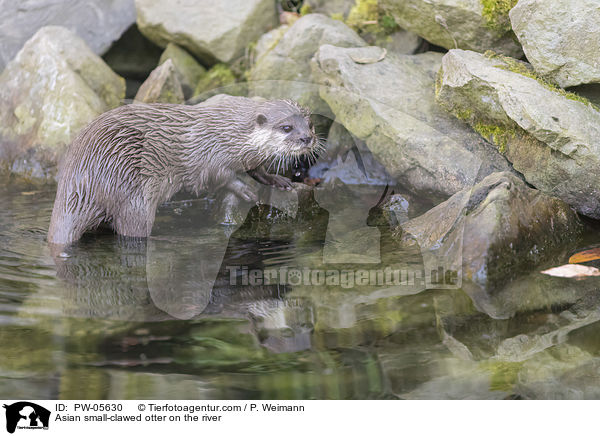 Zwergotter am Fluss / Asian small-clawed otter on the river / PW-05630