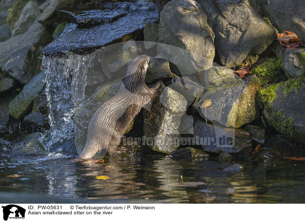 Zwergotter am Fluss / Asian small-clawed otter on the river / PW-05631