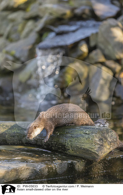 Zwergotter am Fluss / Asian small-clawed otter on the river / PW-05633