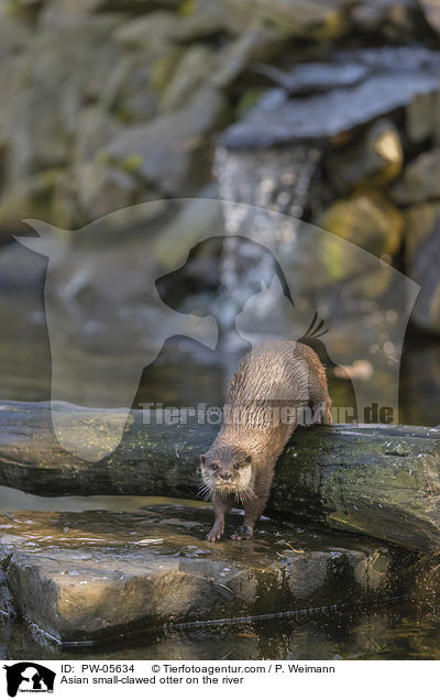 Zwergotter am Fluss / Asian small-clawed otter on the river / PW-05634
