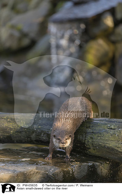Zwergotter am Fluss / Asian small-clawed otter on the river / PW-05635
