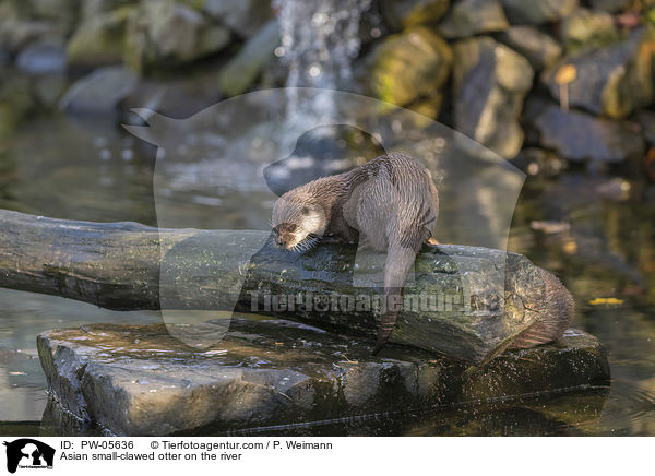 Zwergotter am Fluss / Asian small-clawed otter on the river / PW-05636