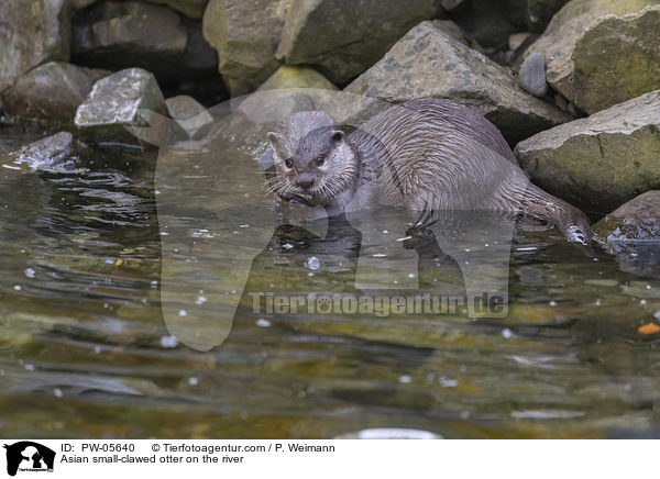 Zwergotter am Fluss / Asian small-clawed otter on the river / PW-05640