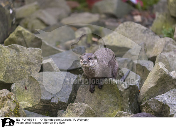 Zwergotter am Fluss / Asian small-clawed otter on the river / PW-05641