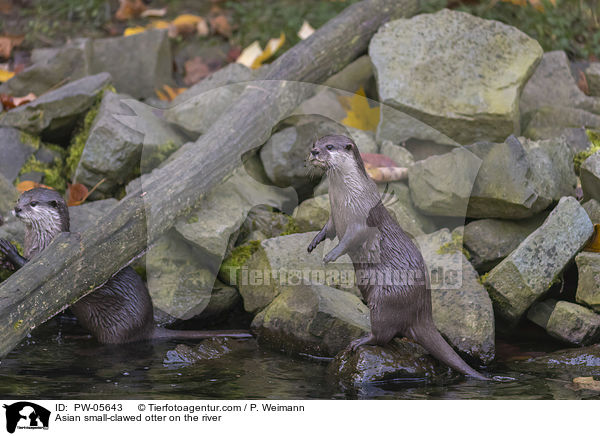 Zwergotter am Fluss / Asian small-clawed otter on the river / PW-05643