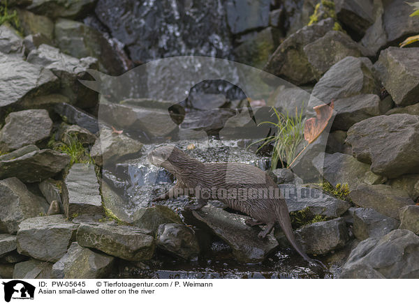 Zwergotter am Fluss / Asian small-clawed otter on the river / PW-05645