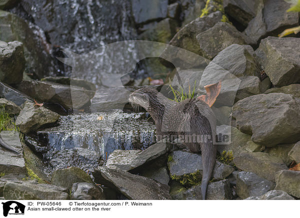 Zwergotter am Fluss / Asian small-clawed otter on the river / PW-05646