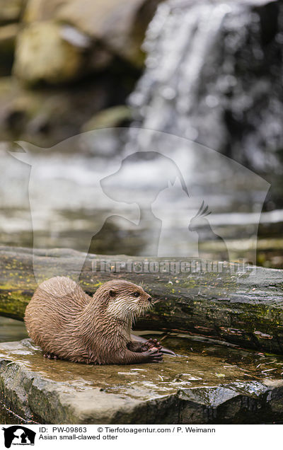 Asian small-clawed otter / PW-09863