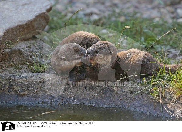 Zwergotter / Asian small-clawed otter / HS-01189