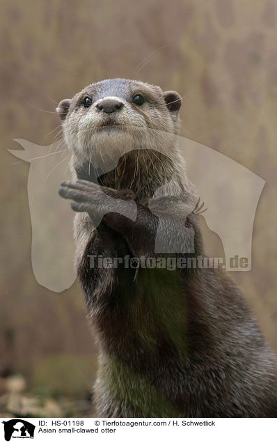 Asian small-clawed otter / HS-01198